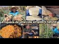 FARTURÃO COLHEITA DE CEBOLAS QUEIJO GALINHA DE PINTINHOS CUIDANDO DA HORTA MACARRÃO COM ALMÔNDEGA
