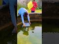 Paper Kite Water Testing Shorts