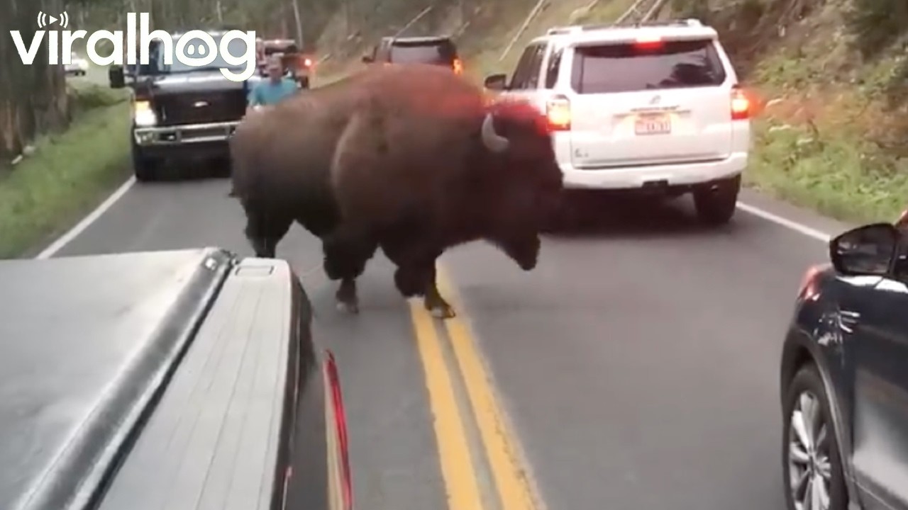 Bison Charges Man Who Challenged It || ViralHog