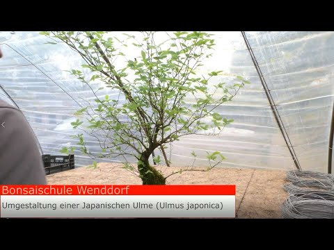 Umgestaltung und Umtopfen eines Bonsai der Japanische Ulme