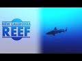 Scuba Diving l New Caledonia Reef 