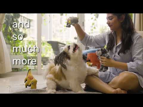 Heads Up For Tails - Pet Store