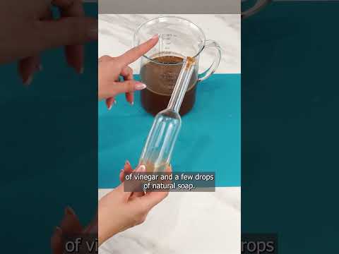 How to Get Rid of Ants: Effective Solutions and Prevention Tips