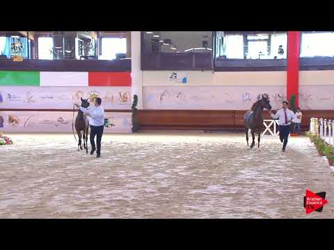 N 106 ARCADIA REGALIS   Italian Nationals 2019   Futurity Fillies Class 13