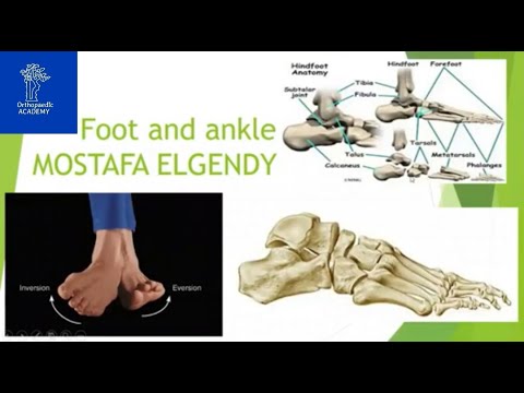 Anatomy and Biomechanics of the Foot & Ankle
