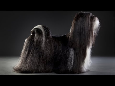 YouTube video about: What is the weakest dog in the world?