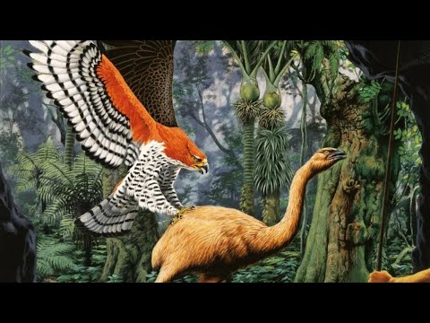 Evolution of Eagles: Part 2