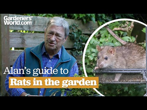How to get rid of RATS IN THE GARDEN | Alan's guide