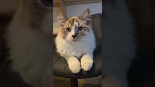 Cute little baby Shadow #foryou #cat #kitten #ragdoll #cute #adorable #shorts
