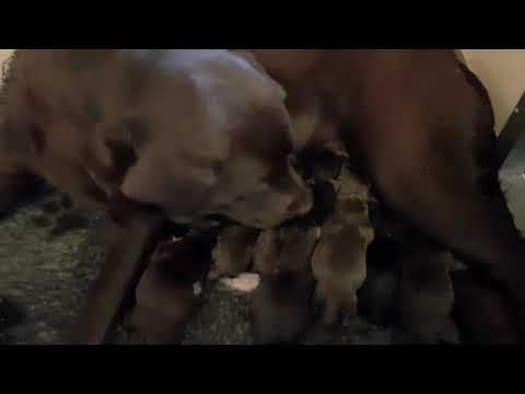 Labrador Toscana - Allevamento Cuccioli di Labrador Neri