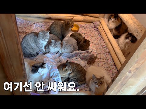 온돌방에서 평화협정 맺은 11마리의 고양이들