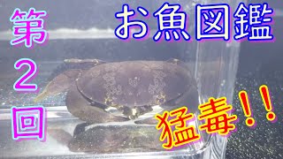 第2回　ゆるふわお魚図鑑♬　危険な有毒ガニ！！　スベスベマンジュウガニ