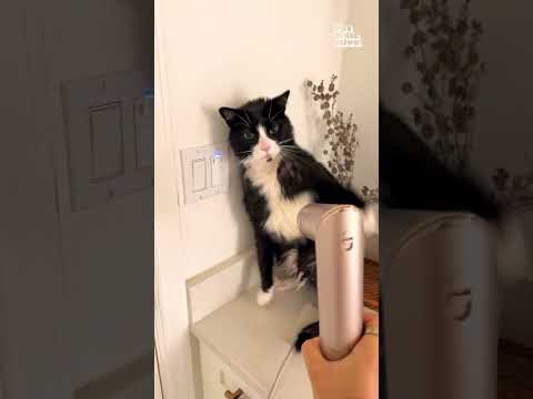 Mon chat se bat contre le sèche-cheveux après chaque bain.