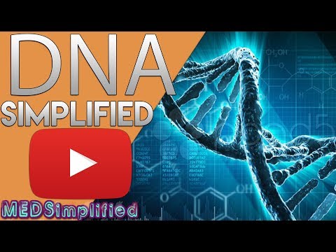 DNA- Structure and function of Deoxyribonucleic Acid (DNA)