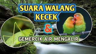 Download lagu SUARA GEMERCIK AIR DAN WALANG KECEK Masteran Love bird mp3 Download lagu SUARA GEMERCIK AIR DAN WALANG KECEK Masteran Love bird mp3