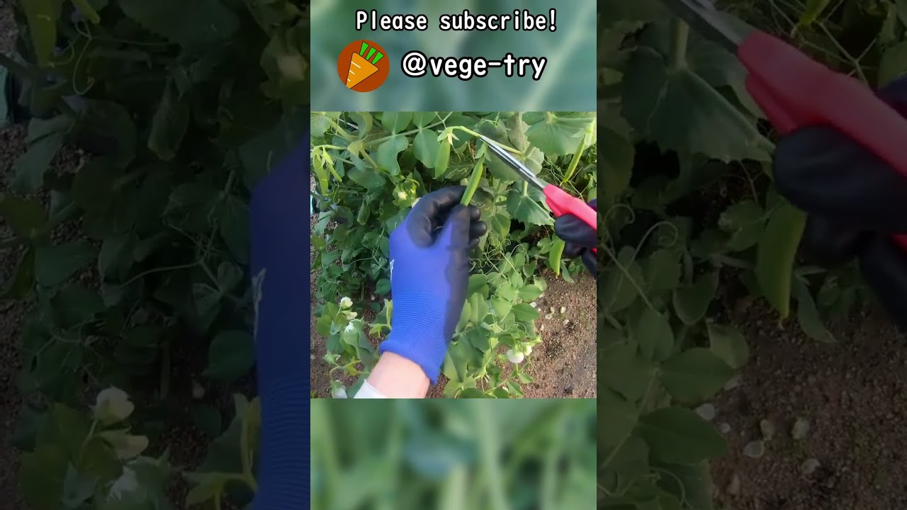 スナップエンドウの収穫（つるなしスナップエンドウの栽培） #shorts