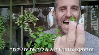 טיפ לגידול שיחי תבלין בריאים וגדולים במרפסת