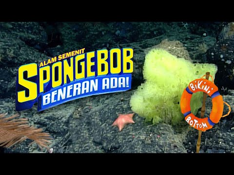 Binatang di SpongeBob SquarePants #AlamSemenit