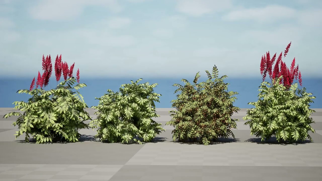 South African Honey Flower s 3D Model