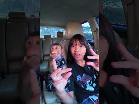 Di ambil semuanya buah anggur ny guys 😄🤣 tetap aman ❤️#shortvideo #short #monkey #funny