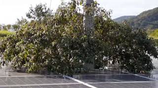 毎年３ｍまで伸びる、パネェ雑草がこちら