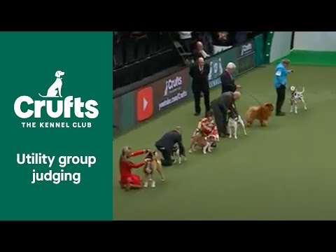 Utility Group Judging | Crufts 2022