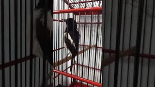 Download lagu kacer mbagong #kacermbagong mp3