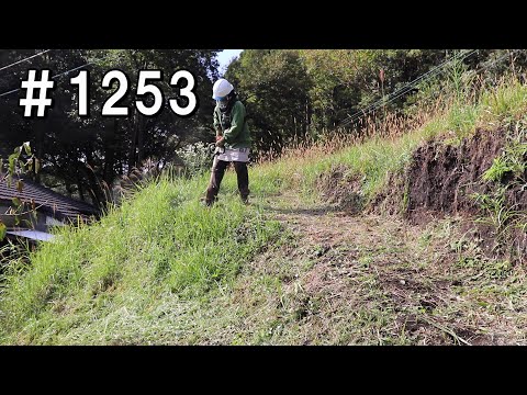 つる性のツタをいつどのように剪定するのですか？家や庭を邪魔しない美しい植物を育てるためのヒント  庭園