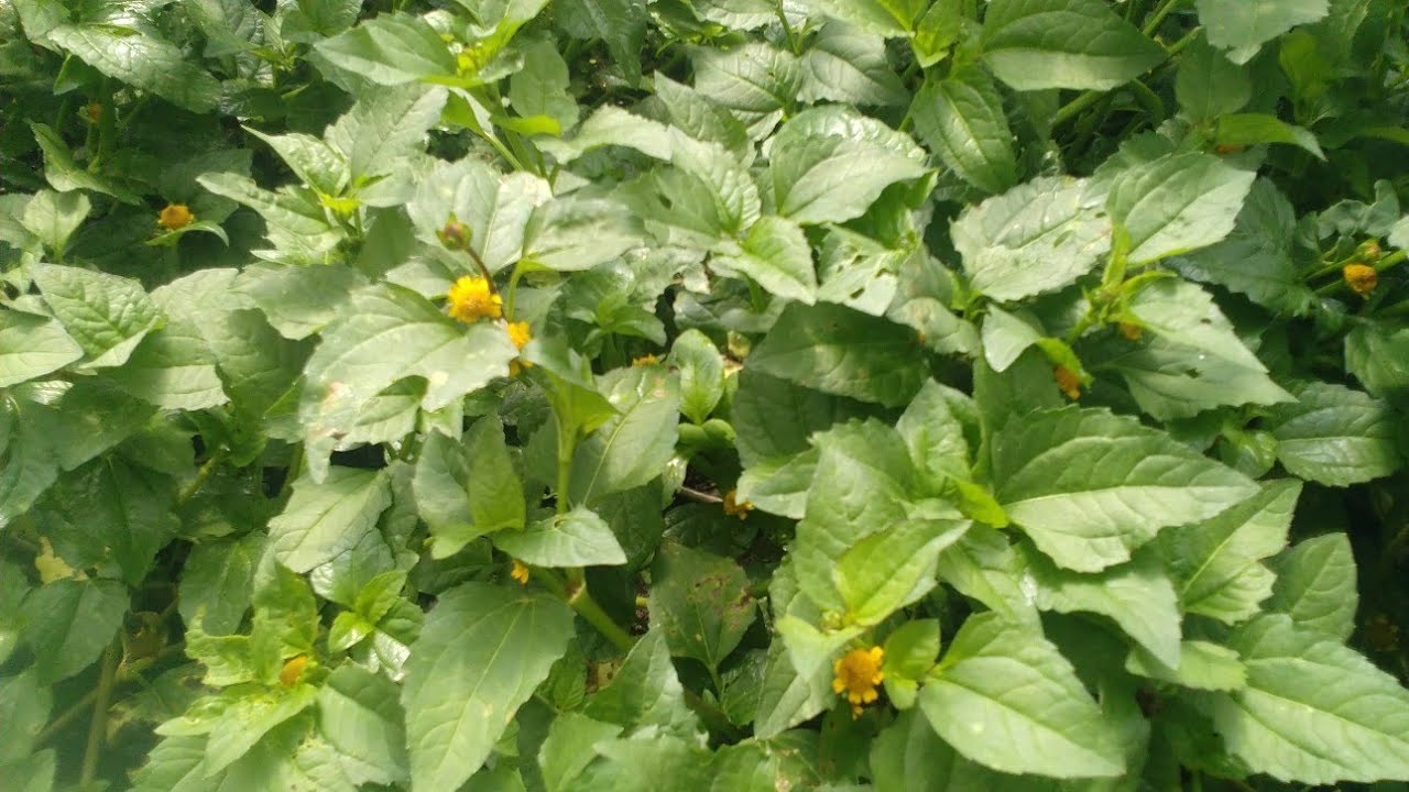 Jambu, o agrião-do-Pará.