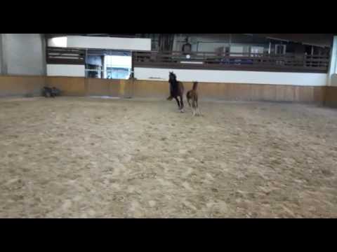 Okidoki von Fürstenball x Don Romantic