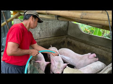 GOOD MORNING EVERYONE FEEDING TIME NI LOCRING