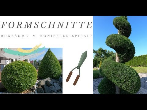 Koniferen Spirale schneiden/Buxus - Kugel schneiden/im Garten unterwegs