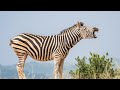 Lone Zebra Roaming The Streets Of Pietermaritzburg NEWS IN A MINUTE