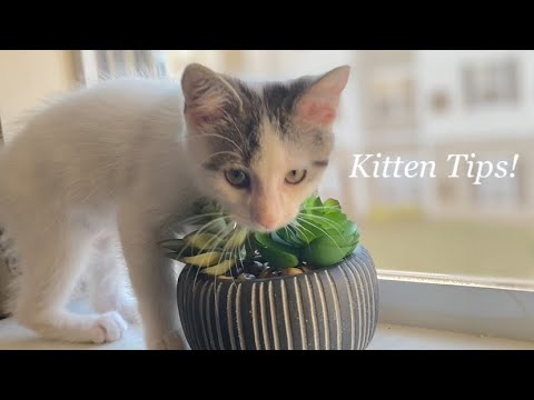 10 things you should know before getting a kitten