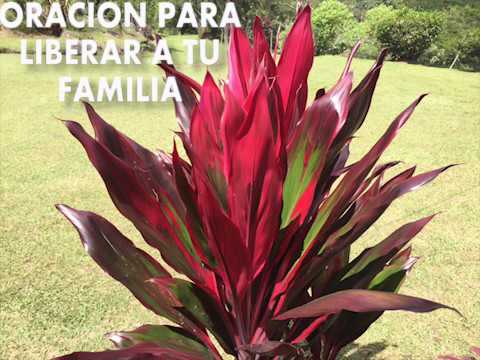 ORACION PARA LIBERAR TU FAMILIA Y TRAER BENDICIONES A TU CASA