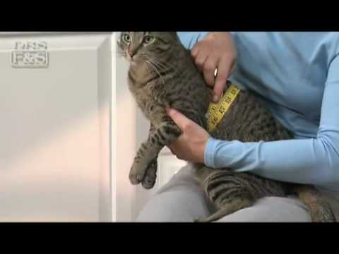 YouTube video about: How to measure a cat for a harness?