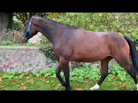 Horse filly - Image 2