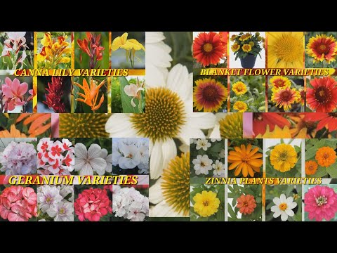 , title : 'VARIETIES OF CANNA LILY/ ZINNIA PLANTS/ BLANKET FLOWER/ GERANIUM and CONEFLOWER || BEAUTIFUL PLANTS