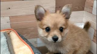 ハーフ犬の動画01