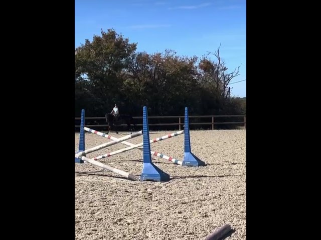 Top cheval amateur 