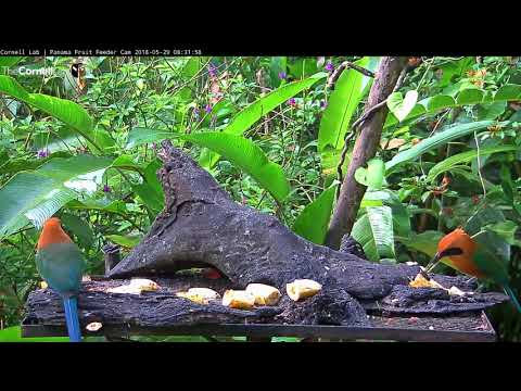 Rufous Motmots Bookend the Panama Fruit Feeder – May 29, 2018