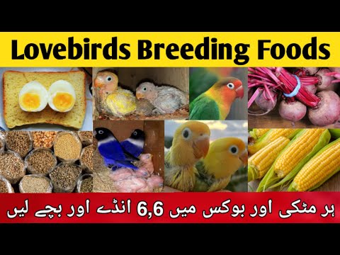 birds breeding foods | mixsead for lovebirds | lovebirds winter softfoods | fisher,lutino,albino