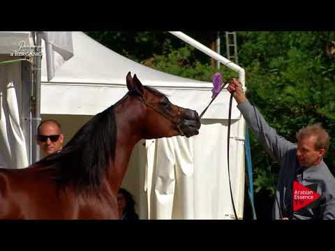 N.37 VATICAN VALLATE - Bergamo 2017 - 2 Years Old Colts (Class 4)