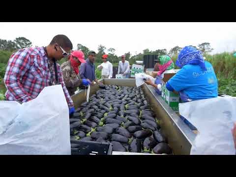 FFVA Annual Report 2024-2025