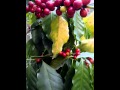Coffee Tree and Coffee Cherries- Some Ripe and ...