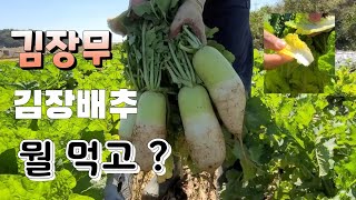 김장배추 속차기전 마지막 엽면시비 김장무는 크기가 대박 ᆢ