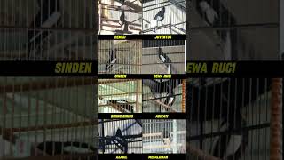 Download lagu Kacer Terbaik Favorit Kalian yang mana ? #kacer #kacerjuara #kacergacor mp3 Download lagu Kacer Terbaik Favorit Kalian yang mana ? #kacer #kacerjuara #kacergacor mp3