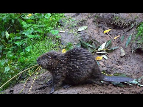 Faszinierendes Nagetier: Ungefähr 180 Biber in Waldhessen