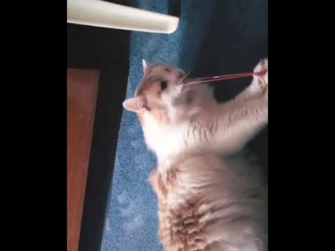 Animal Funny Video - Cat hits herself with Rubber band