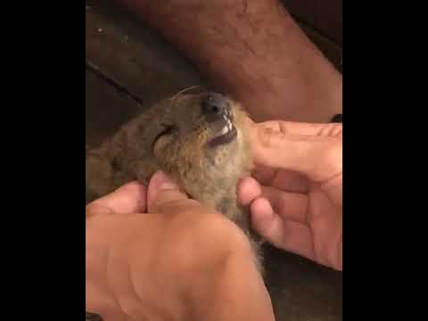 Quokka Solid - Nerūdijančio plieno dvigubas sienelės vakuuminis vandens butelis, nešiojamas termosas 510 ml (Oranžinis Bloom) video